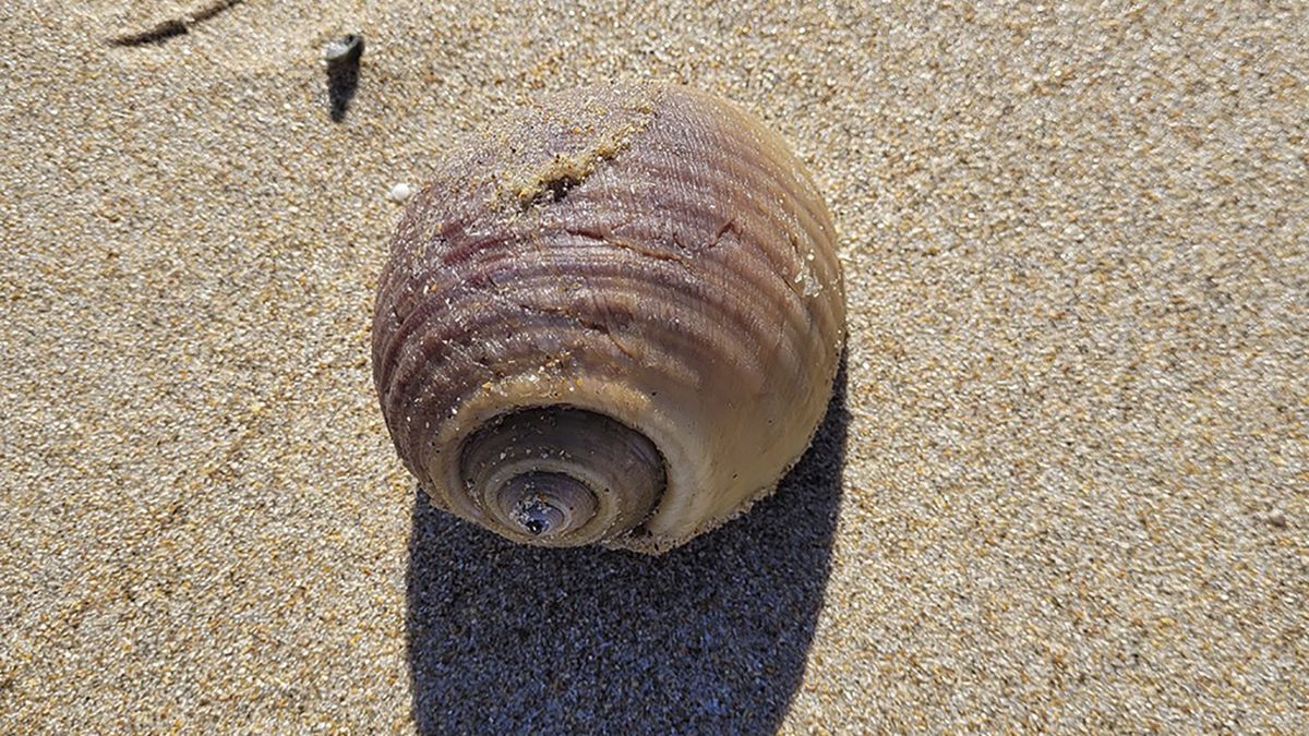 Amerykanka natrafiła na plaży na podejrzanie ciężką muszlę