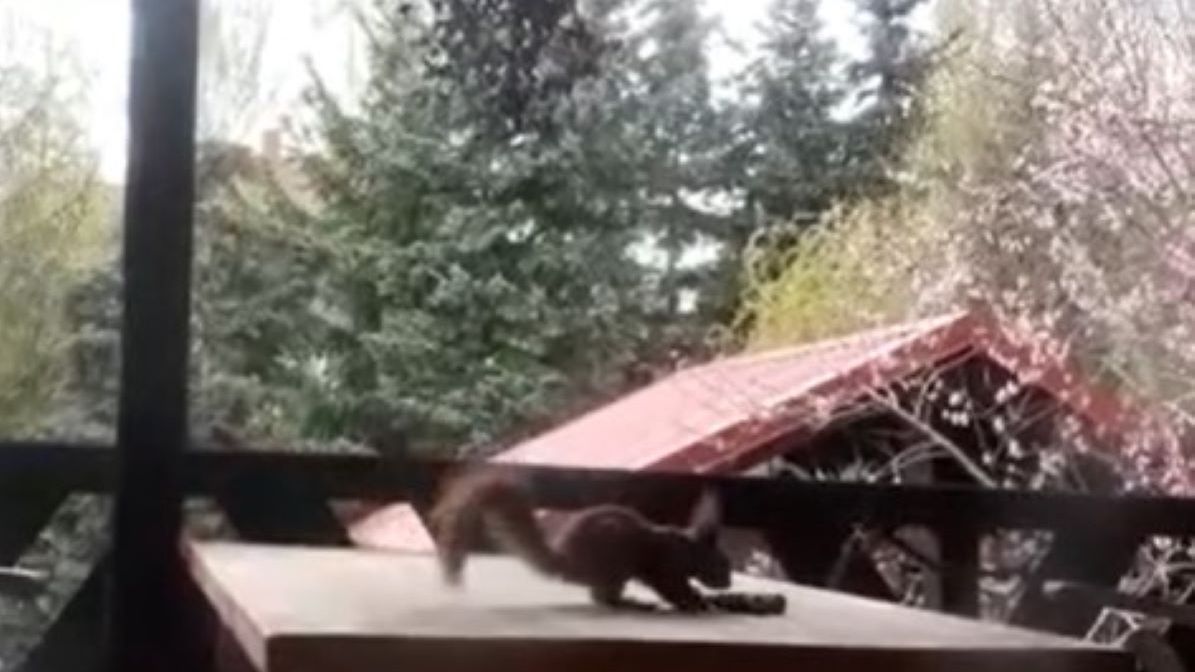 Leśnicy pokazali sympatyczne nagranie 