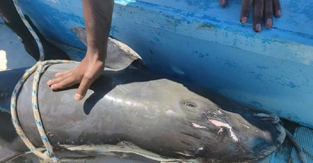Mauritius. Umierający delfin walczył o swoje dziecko. "Miałem w oczach łzy"