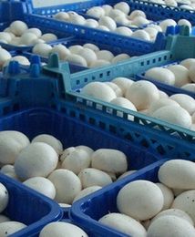 Produkcja pieczarek w Polsce najwyższa w Europie