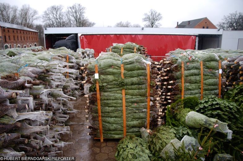 Choinki muszą pochodzić z legalnej wycinki i być sprzedawane w miejscach do tego wyznaczonych