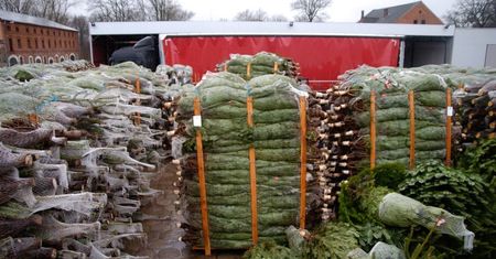 Choinkowy biznes. Jaką drogę przebywa drzewko od plantacji do salonu?