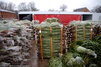 Choinkowy biznes. Jaką drogę przebywa drzewko od plantacji do salonu?