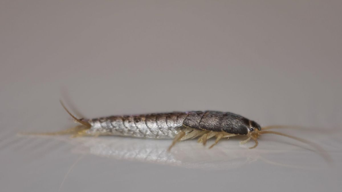 Rybiki cukrowe to nieduże, srebrzyste i bezskrzydłe owady, na które najczęściej można się natknąć w słabo wentylowanych łazienkach.