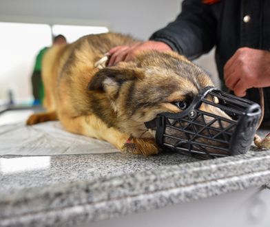 Kolejny przypadek wścieklizny. Tym razem u psa