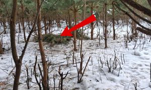 Środek lasu. I nagle taki widok. Leśnicy pokazali zdjęcie