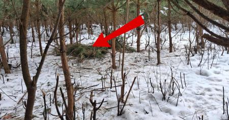 Środek lasu. I nagle taki widok. Leśnicy pokazali zdjęcie