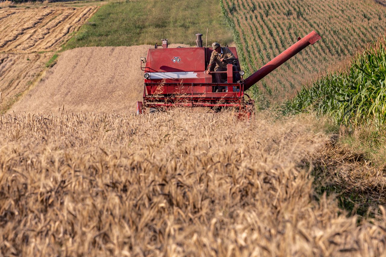 Wyjątkowo szybkie żniwa w Polsce 