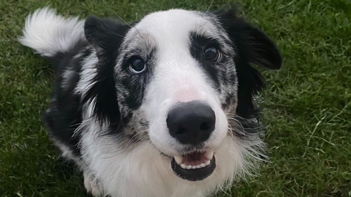 Pies zdiagnozowany z użyciem ChatGPT