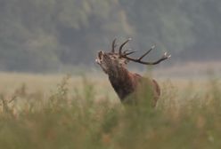 Rozpoczynają rykowisko. W sieci pojawiły się nagrania