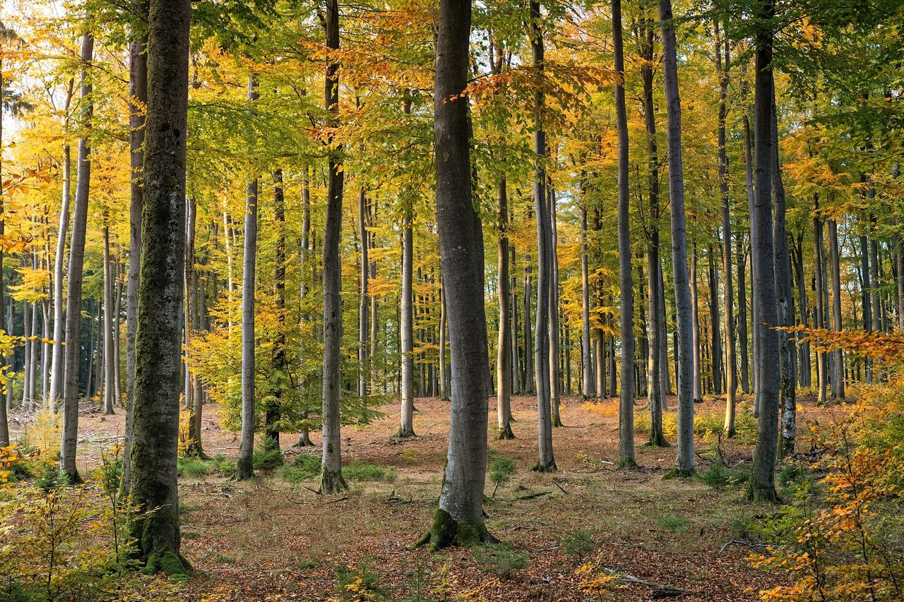 Drzewa modyfikowane genetycznie. Sposób na walkę z CO2