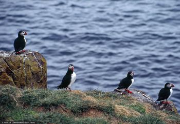 Ucierpiały tysiące maskonurów. Orkany uderzają w wybrzeże Portugalii