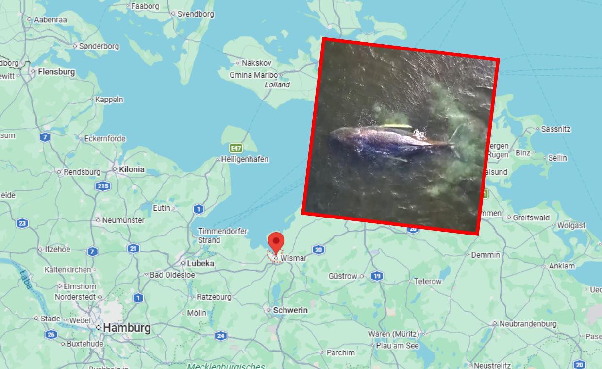 Dramat humbaka w Bałtyku. Ekspert: "pozwólcie mu umrzeć"