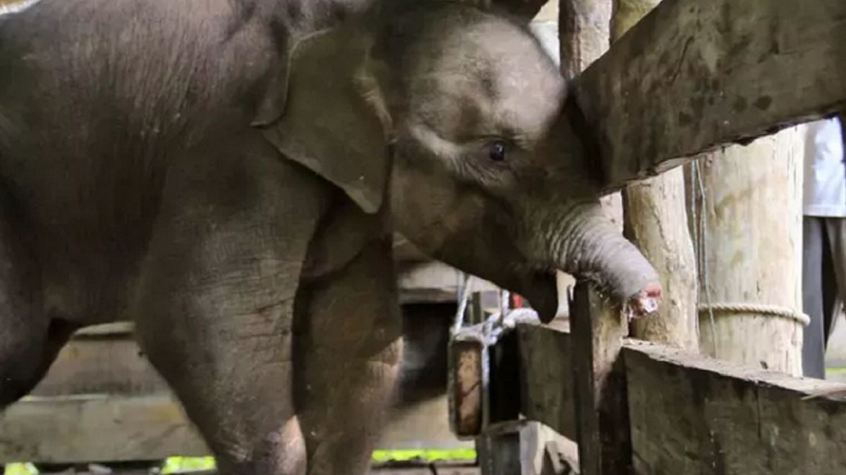 Słoniątko zostało uratowane przed kłusownikami.