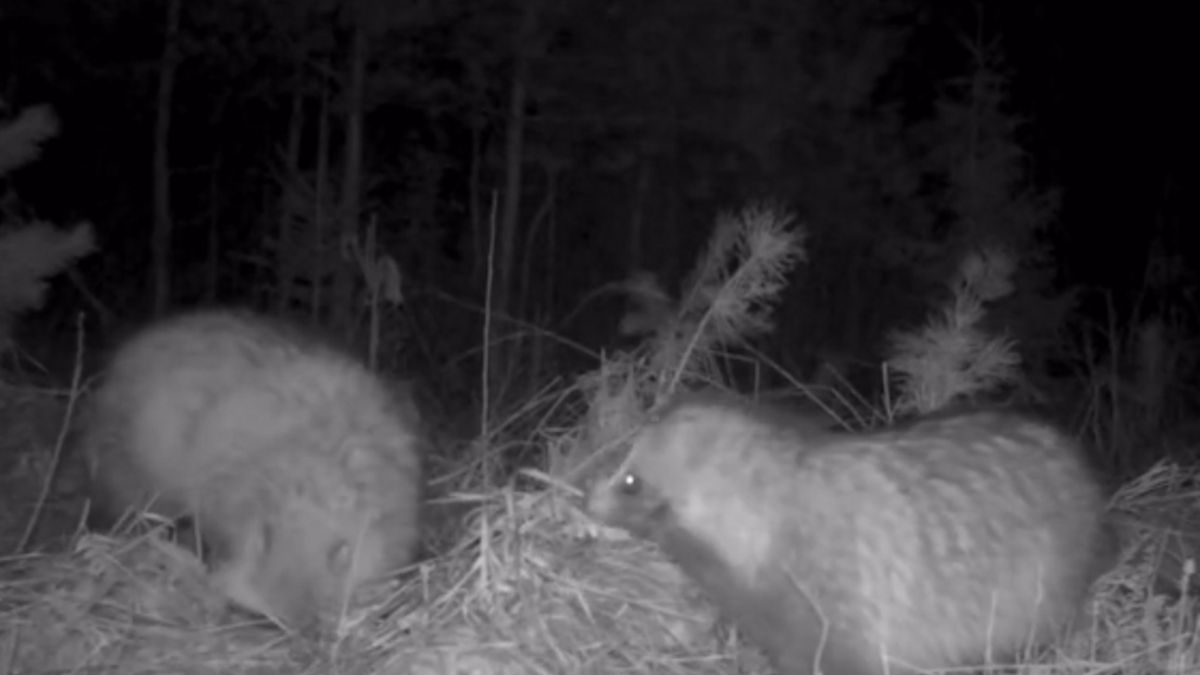 Na terenie Nadleśnictwa Tułowice (woj. opolskie) foto-pułapka nagrała szukające pożywienia jenoty.