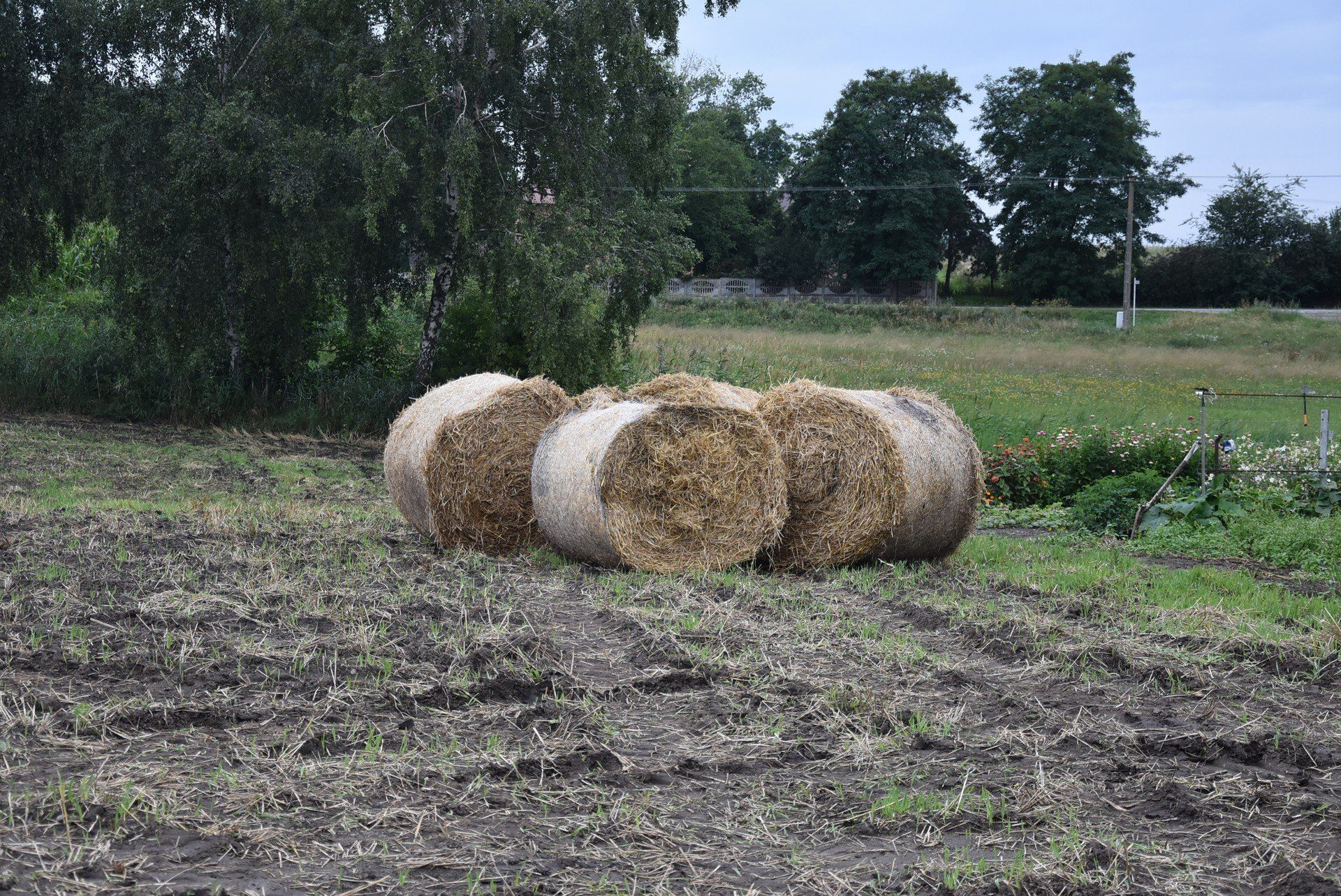 Żniwa 2025 w gospodarstwie rodziny Paszków w Rąbczynie