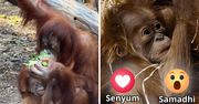 Po raz pierwszy w Polsce. W Łodzi urodził się orangutan sumatrzański