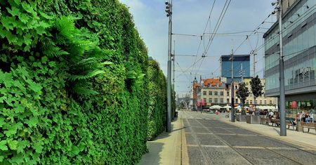 Katowice. Miasto promuje zielone dachy. Będą zwolnienia z podatku