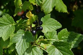 Liście czarnej porzeczki – właściwości, zastosowanie, przeciwwskazania