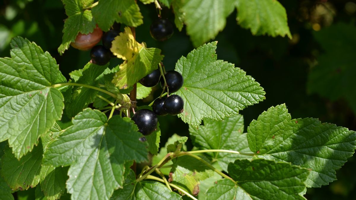 Liście czarnej porzeczki mogą mieć pozytywny wpływ na zdrowie