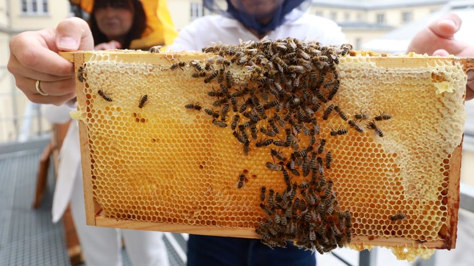 Otwarcie pasieki uli na dachu Śląskiego Urzędu Wojewódzkiego w Katowicach.