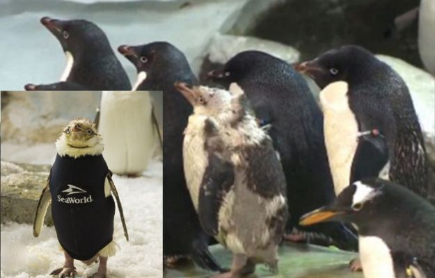 Pingwin, który stracił upierzenie, otrzymał specjalny strój zastępczy
