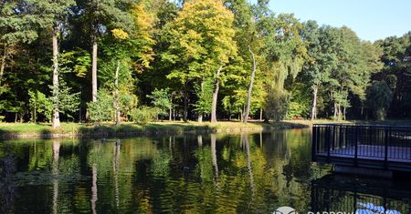 Dąbrowa Górnicza. Wycięli drzewa, posadzą nowe