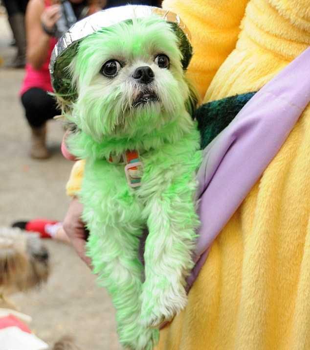 15 najciekawszych psich przebrań na Halloween 9