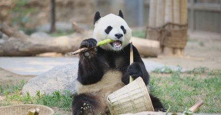 Dieta bambusowa. Mały sekret wielkiej pandy