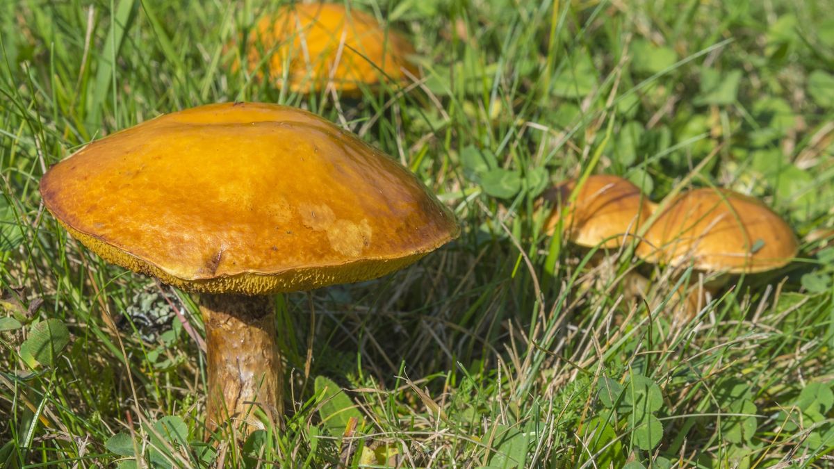 close up orange mushroom larch bolete group in grass background
close up orange mushroom larch bolete group in grass background
Kristyna Sindelkova
suillus, boletus, grevillei, grevilles