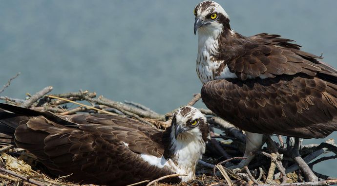 Rybołów: Morski drapieżnik