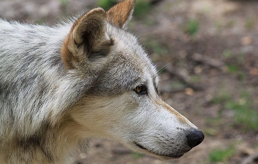 Wilki z Czarnobyla mają zmieniony układ odpornościowy. Wydają się mieć większą odporność na nowotwory
