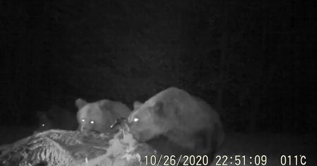 Niedźwiedzie przy żubrze. Nocny posiłek uchwycony na fotopułapce
