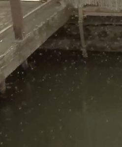 Plaga insektów atakuje we Włoszech. Chcą stanu wyjątkowego