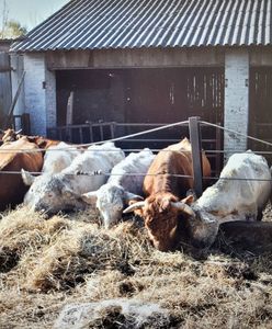 Wstrząsający widok. Martwe bydło koło Parczewa