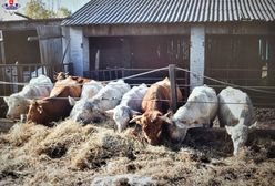 Wstrząsający widok. Martwe bydło koło Parczewa