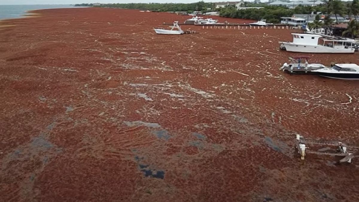 Gronorosty rozrastają się w przerażającym tempie. Rybacy nie są w stanie z nimi poradzić