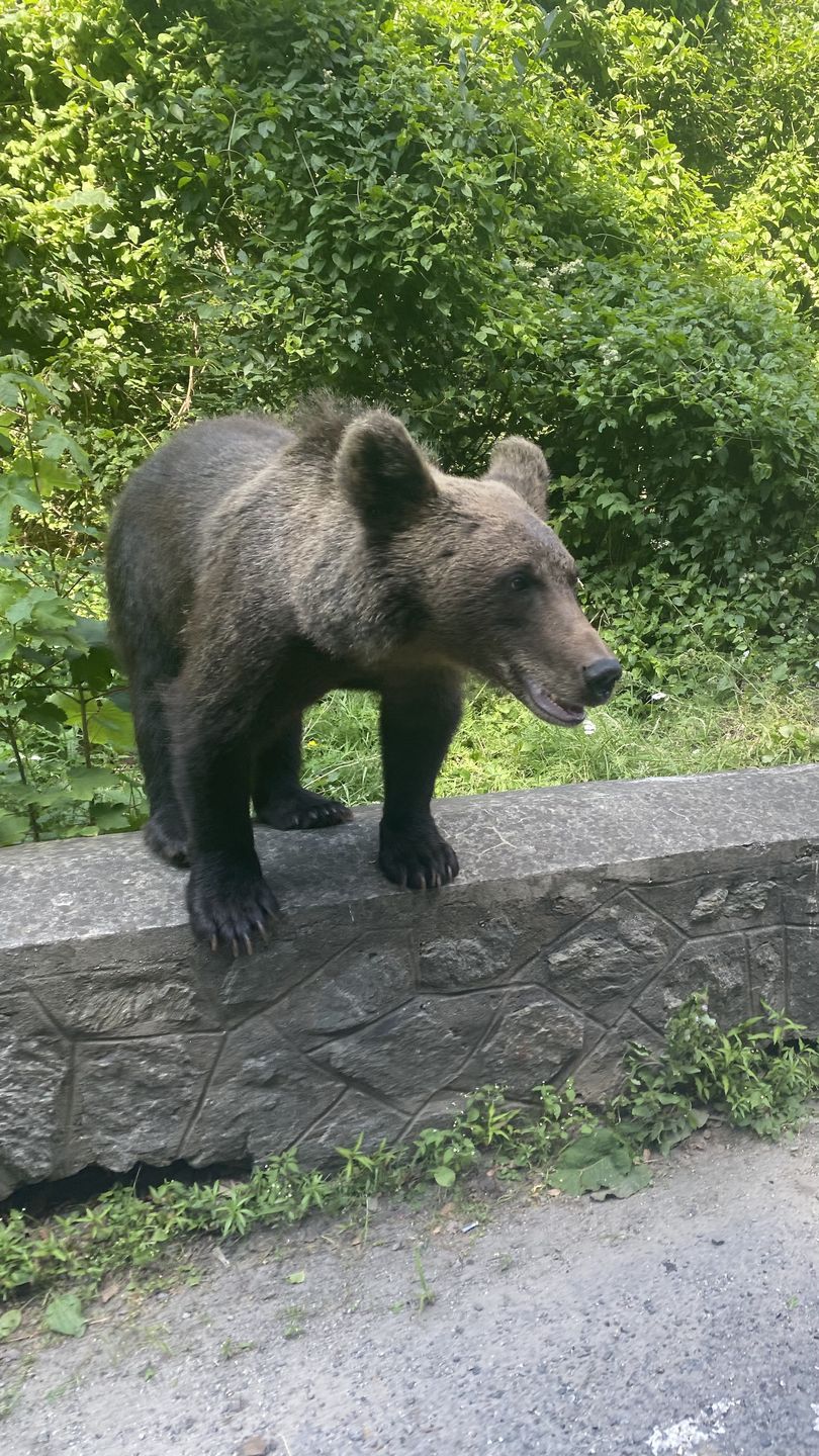Wygląda jak sztuczny, wiem, ale jest na 100 procent żywy