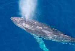 Olbrzymi humbak potrzebował pomocy. Wideo nagrane u wybrzeży Hawajów