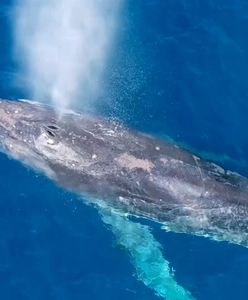 Olbrzymi humbak potrzebował pomocy. Wideo nagrane u wybrzeży Hawajów