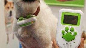 Przetłumacz szczekanie swojego psa 1