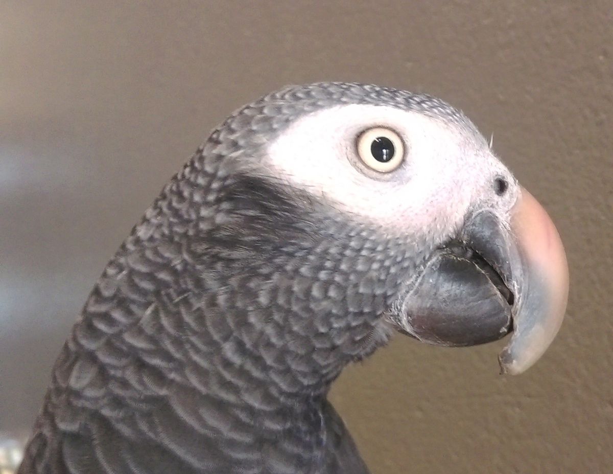 Eko Patrol: papuga żako odwiedziła pub na Mariensztacie