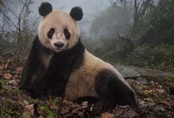 Panda. Atrakcja "made in China"