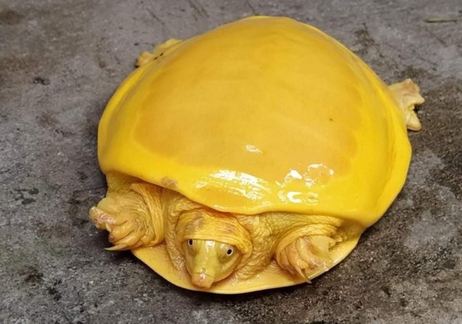 Złoty żółw w Indiach