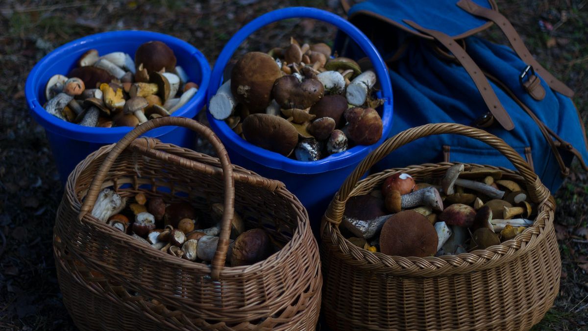 Grzybobranie. Fot. Pexels