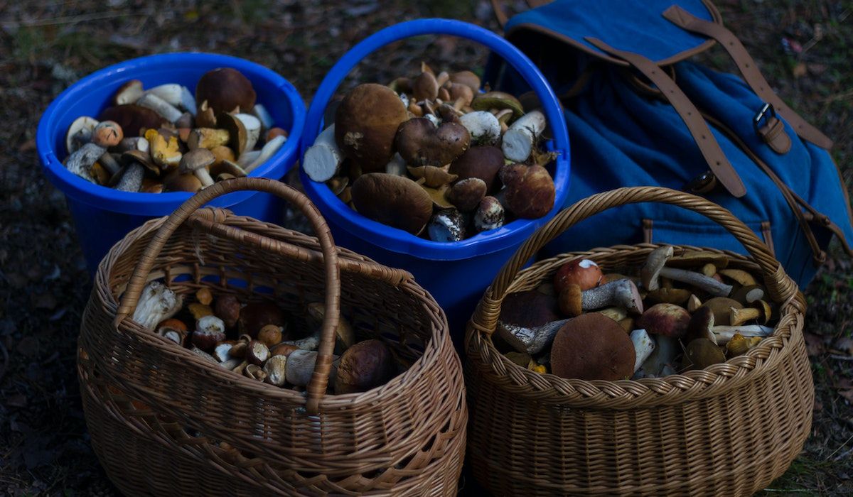 Polacy zwabieni urodzajem grzybów ruszyli do lasów. Jednak ekspert ostrzega