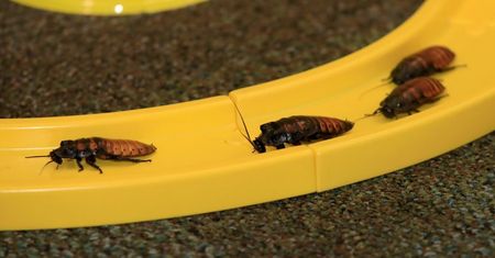 Plaga karaluchów w Warszawie. Mieszkańcy mają już dość