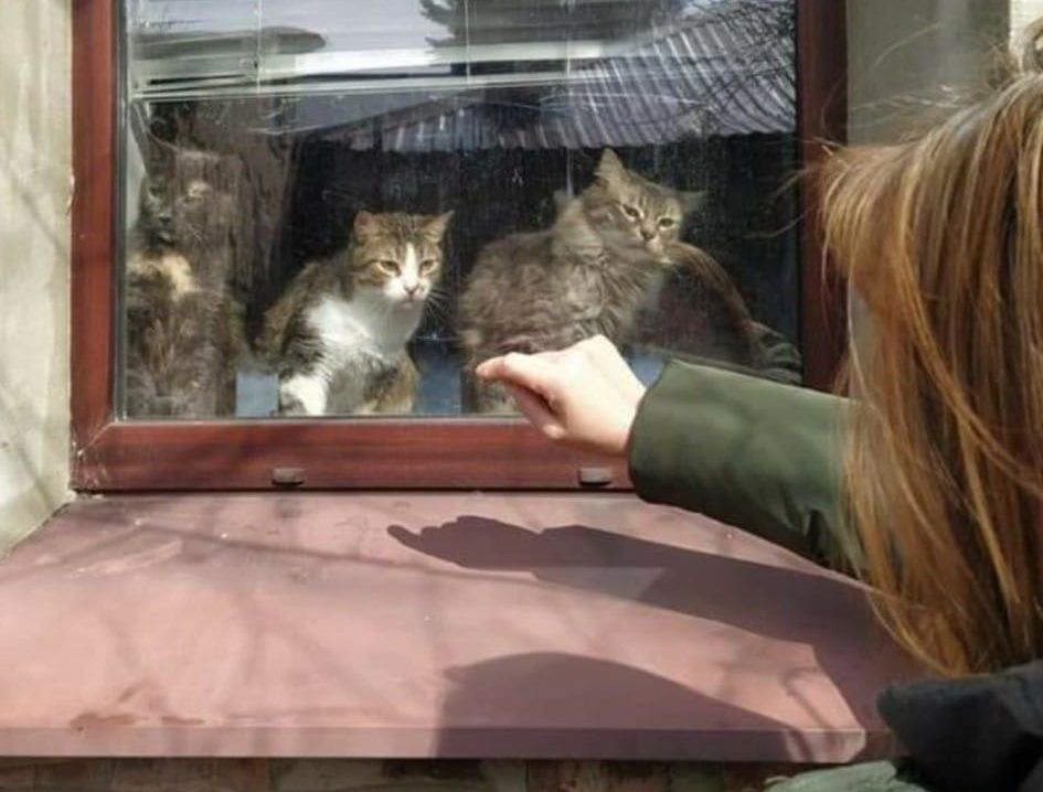 Pani Tatiana ratuje koty w Charkowie