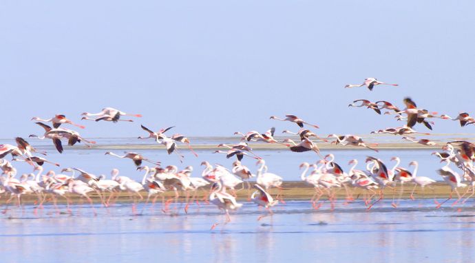 Dziwne, dzikie i wspaniałe