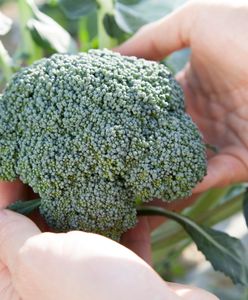 Najzdrowsze warzywo świata. Co zrobić z brokuła?